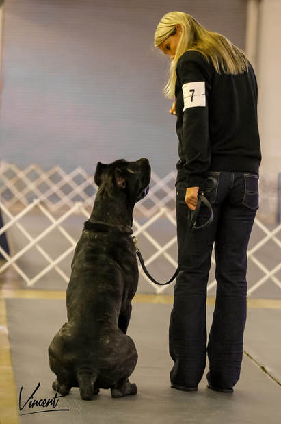 how long does it take to train a cane corso? 2