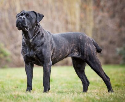 are cane corso ears cropped?