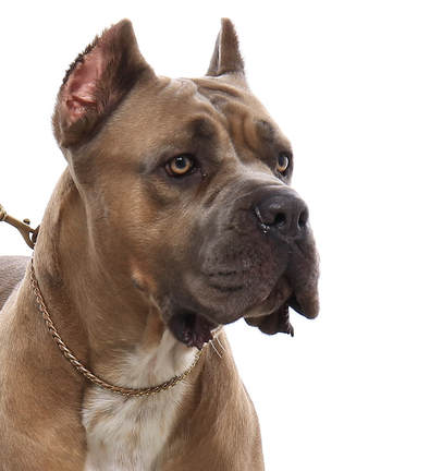 are cane corso ears cropped? 2